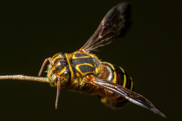 Macro world revealing beautiful shapes and colors