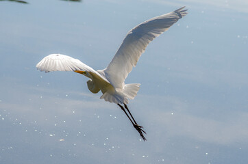 beautiful birds and their beautiful feathers