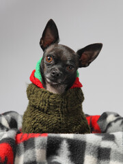 little black chihuahua dressed up for winter with head cocked to side