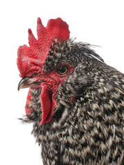 isolated close-up profile of red crested rooster