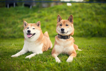 Portrait of two red Shiba inu in the grass. Dogs lying in the garden
