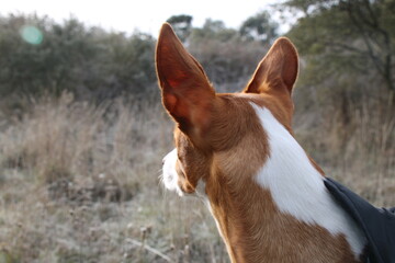 Hound looking