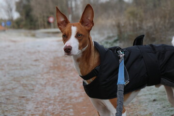 Hound looking