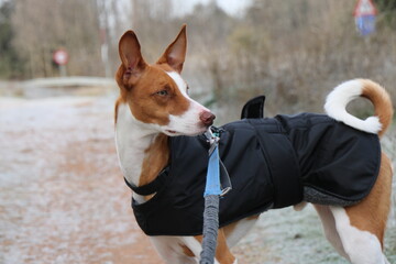 Hound looking