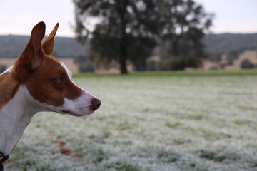 Hound looking