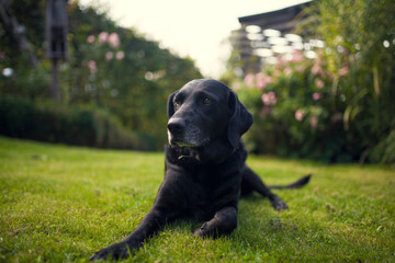 Black labrador retriever dog on a walk. Dog in the nature. Senior dog behind grass and forest. Old dog happy outside