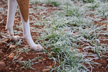 Hound paws