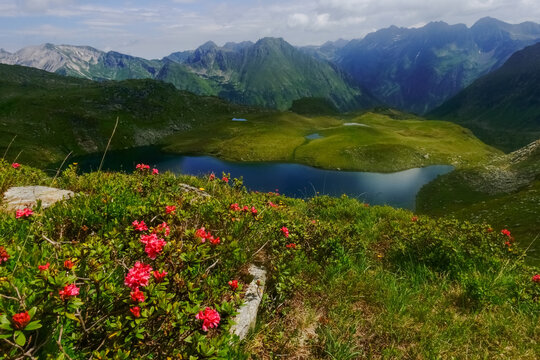 Beautiful Red Flowers On A Meadow With Many Mountain Lakes And Mountains