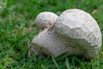 white mushroom on the green grass