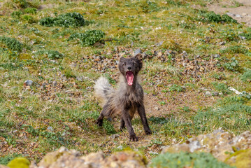 Pribilof Islands Arctic Fox (Alopex lagopus pribilofensis) at St. George Island, Pribilof Islands, Alaska, USA