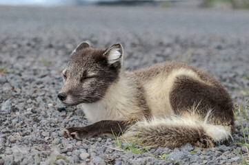 Arctic Fox (Alopex lagopus) at St. George Island, Pribilof Islands, Alaska, USA