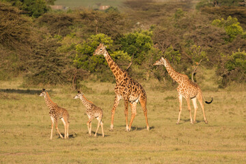 giraffe family in the savannah in sunset light with acacias in background