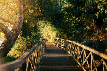Paseo de madera en medio del bosque rodeado de árboles bajo la luz del sol al atardecer.