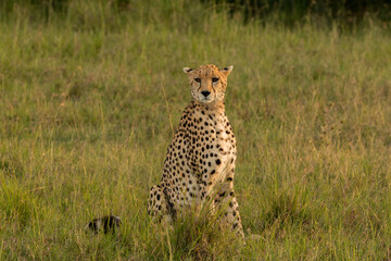cheetah in the savannah during sunset looking for prey
