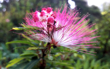 pink and white beautiful flower