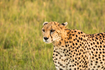 cheetah in the savannah during sunset looking for prey