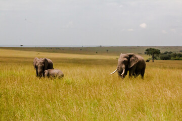 african bull elephant in the savannah