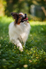 Happy Papillon Dog in the garden with flowers.