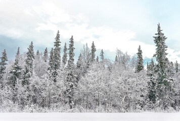 View of the frozen pinetree forest in the snow