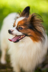Happy Papillon Dog in the garden with flowers.