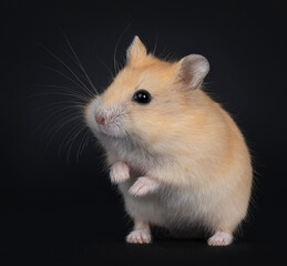 Cute red baby hamster standing on hind paws. Loking side ways beside camera. isolated on black background.