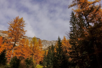 colorful trees while hikingin the nature