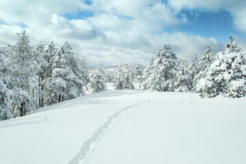 Fototapeta na wymiar Landscape of winter snow forest trail. Divcibare mountain, Serbia.