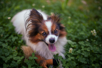 Happy Papillon Dog in the garden with flowers.