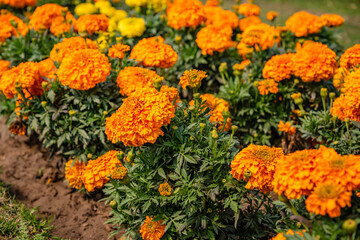 Marigolds shades of yellow and orange, Floral background (Tagetes erecta, Mexican marigold, Aztec marigold, African marigold).