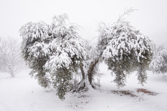 an unusual image of a large old olive tree covered with a thick layer of snow, concept for climate change. Spain, Extremadura