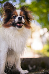 Happy Papillon Dog in the garden with flowers.