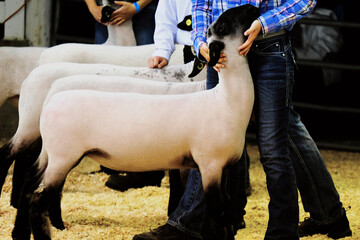 Sheep in market lamb show at fair. - 407271263