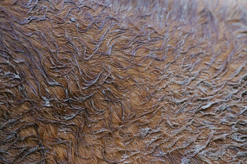 Macro close up of muddy and wet horse hair texture.