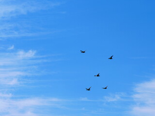 Enten im Flug vor blauem Himmel mit weißen Wolken