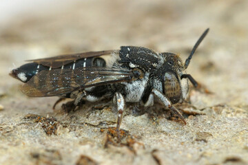 Close up of a cleptoparasite, cuckoo bee on wood in the genus Epeolus,