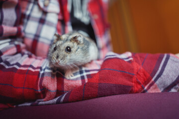 Cute little Dzungarian hamster sits on the hand.