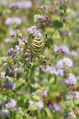 A tiger spider, Argiope Argiope bruennichi in her web awaiting prey woven between pink flowering mint plants. 