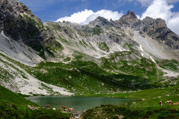cows on a mountain lake with wonderful mountains while hiking