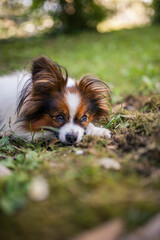 Happy Papillon Dog in the garden with flowers.