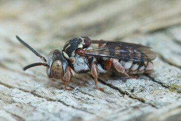 Close up of a colorful parasite bee , Epeolus species on dead wood in Gard, France 