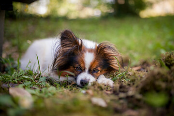 Happy Papillon Dog in the garden with flowers.