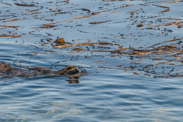 Northern Fur Seal (Callorhinus ursinus) at sea off St. George Island, Pribilof Islands, Alaska, USA