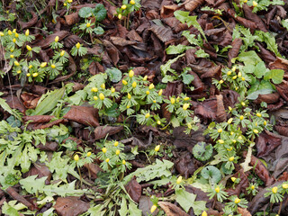 Naklejka na ściany i meble Als eine der ersten Blumen im Jahr, kleinem Gruppen und gelbe Blütenteppiche von Winterlinge, Halb geöffnete (Eranthis hyemalis)