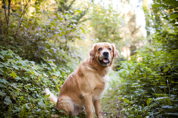 Golden Retriever sitting in the forest. Dog in the nature. Dog on a Walk