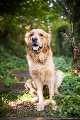 Golden Retriever sitting in the forest. Dog in the nature. Dog on a Walk