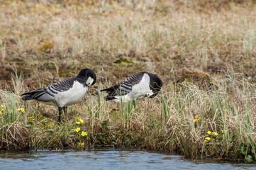 Barnacle Geese (Branta leucopsis) at colony in Barents Sea coastal area, Russia