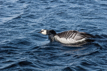 Barnacle Goose (Branta leucopsis) at colony in Barents Sea coastal area, Russia