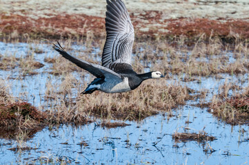 Barnacle Goose (Branta leucopsis) at colony in Barents Sea coastal area, Russia