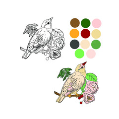 Vector coloring bird of paradise on a branch for a book. The clue with colors. Print for coloring book, logo, line, jungle, tropic, garden