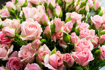 Pink roses close up, floral background